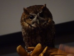 owl